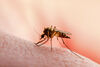 Genetische Eingriffe als radikales Mittel gegen von Insekten übertragbare Krankheiten