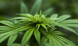 Abwasseranalyse 2020: Cannabis und Kokain nach wie vor dominierend, moderater Anstieg des Metamphetaminkonsums