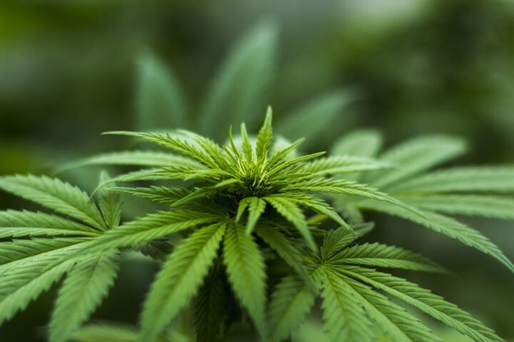 Abwasseranalyse 2020: Cannabis und Kokain nach wie vor dominierend, moderater Anstieg des Metamphetaminkonsums