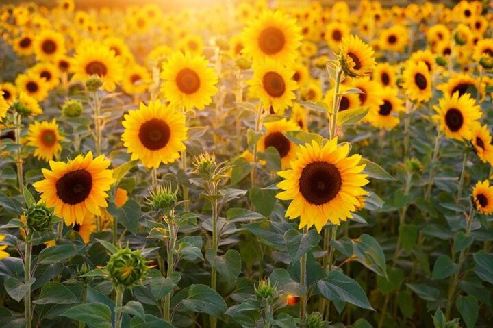 Sonnenblumen-Peptid als „Vorlage“ für mögliches Schmerzmittel