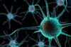 Glioblastom und Autismus: Möglicher Mechanismus für die Fehlentwicklung von Nervenzellen gefunden