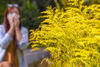 Ragweed-Allergie: Herkunftsort und Umwelt beeinflussen Aggressivität der Pollen