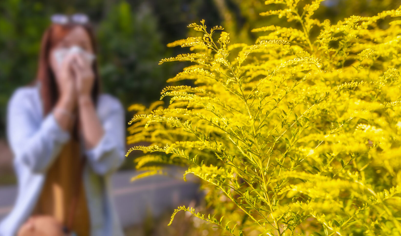 RagweedAllergie Herkunftsort und Umwelt beeinflussen Aggressivität