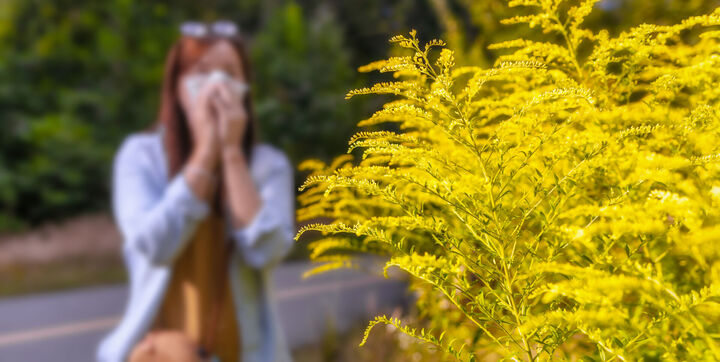 Ragweed-Allergie: Herkunftsort und Umwelt beeinflussen Aggressivität der Pollen