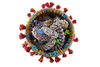 Innsbrucker Team entwickelte sicheres Modell zur Vorhersage von resistenten Coronaviren
