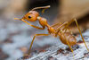 Neue Einblicke in die komplexe Neurochemie von Ameisen