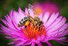 Honigbienen zum Aufspüren von Umweltschadstoffen