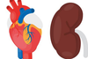 Nieren- und Herz-Erkrankungen verringern Überlebensrate nach schweren Verbrennungen