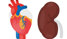 Nieren- und Herz-Erkrankungen verringern Überlebensrate nach schweren Verbrennungen