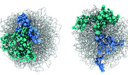 Protein SATB2 entscheidet über Intelligenz