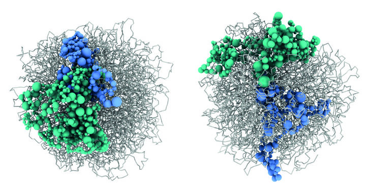Protein SATB2 entscheidet über Intelligenz