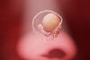 Die Membran, die den Embryo in der frühesten Entwicklungsphase umschließt