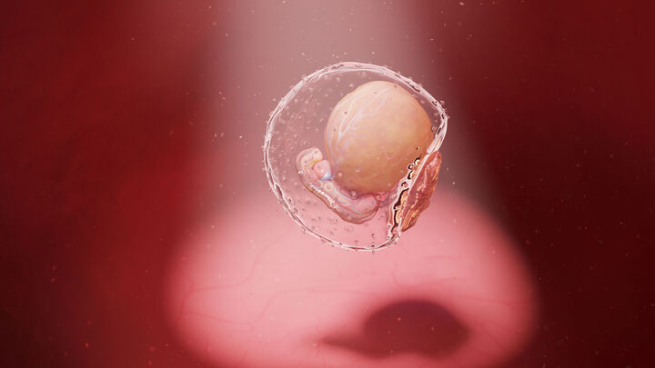 Die Membran, die den Embryo in der frühesten Entwicklungsphase umschließt