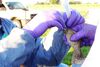 Vogelgrippe: Keine weiteren Verdachtsfälle in Salzburg