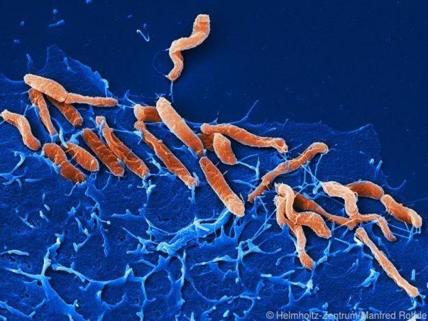 Helicobacter pylori