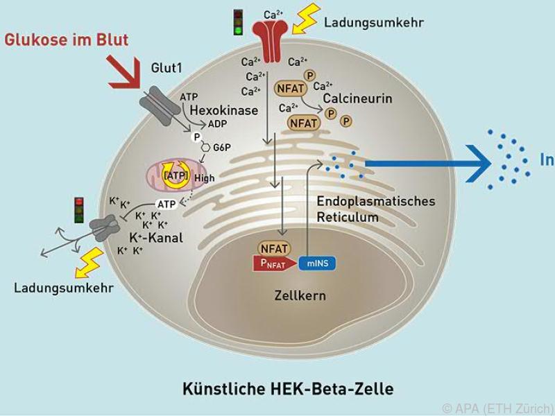 Designed cells. Бета клетки. Beta Cells. Клеточный Инфлюкс. Кальцинейрин функции.