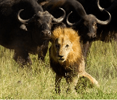 “The Falling King”! This Is Not A Name Of A Movie, But A Spectacular Scene From The African Jungle. | BuzzWok.com | The Best Buzzing Stories Frying In One Place