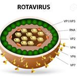 Настоящи познания за ротавирусните гастроентерити
