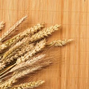 Кога може да се прави житният режим на Петър Дънов