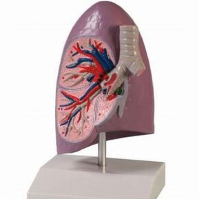 Обучение по бронхология на симулатор по виртуална реалност
 /Презентация/