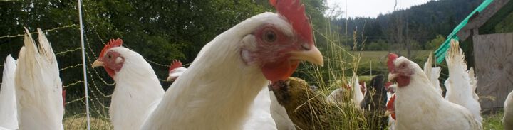 Изтеглят над 1 млн. яйца заради птичи грип