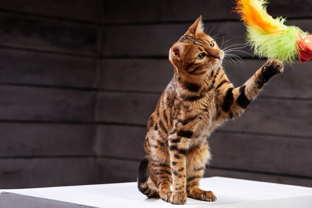 козината на котките не са причина за алергия