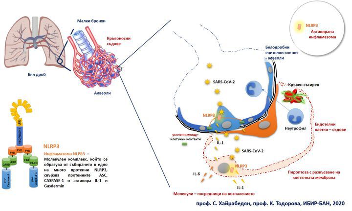 Ролята на инфламазомата NLRP3 в патогенезата на усложненията при COVID-19