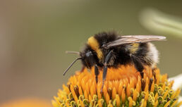 В Световния ден за борба с алергиите - помощ при ужилване от оси и пчели!
