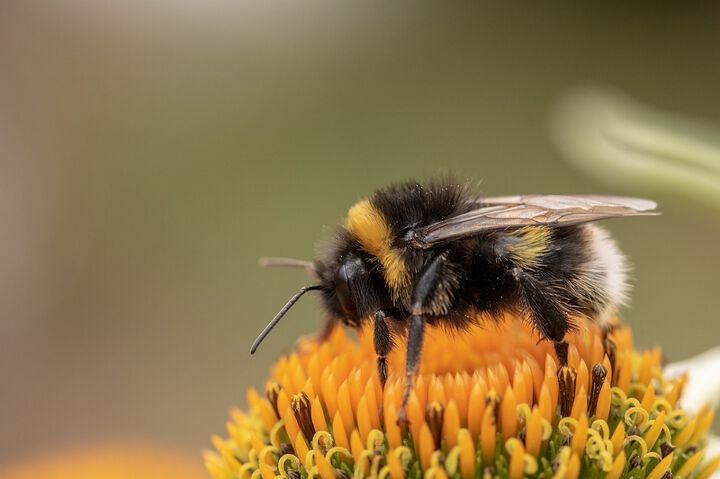 В Световния ден за борба с алергиите - помощ при ужилване от оси и пчели!