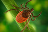 Кърлежи и кърлежово-преносими заболявания (Ticks and Tick-borne Diseases)