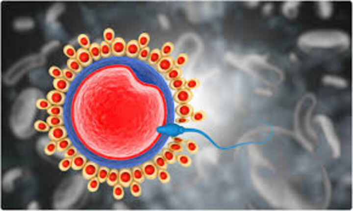 Влияние на SARS-CoV2 върху мъжката репродуктивна система