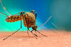 Слюнката на комарите потиска имунната система и увеличава риска от инфекция