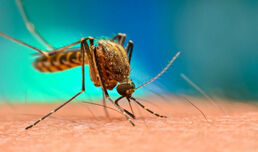 Слюнката на комарите потиска имунната система и увеличава риска от инфекция