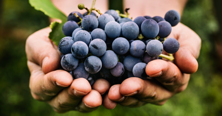 Екстракт от грозде помага на клетките да горят повече калории