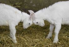 Заразени с бруцелоза кози са открити в село Ракита 