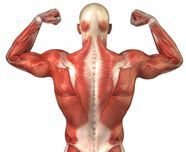 Как да изберем подходящите мускулни контракции в едно упражнение
