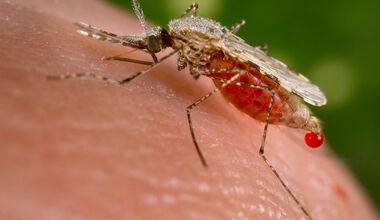 Клинико-лабораторни и епидемиологични аспекти на внесен случай на малария (резюме)