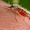 Клинико-лабораторни и епидемиологични аспекти на внесен случай на малария (резюме)