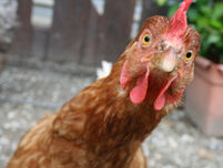 Птичият грип е отмъщението на кокошките за пилешката супа