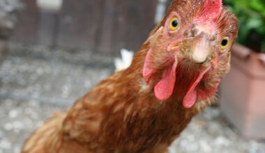 Птичият грип е отмъщението на кокошките за пилешката супа