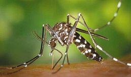 Zika-инфекция предадена по полов път. Първи сигурен случай - Тексас, САЩ