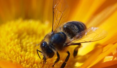 Защо заместихме лековития пчелен мед с отровна захар