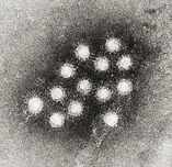 Ваксинацията на рисковите групи срещу хепатит А – епидемиологично обоснована и икономически резнна  