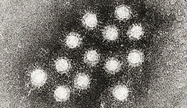 Ваксинацията на рисковите групи срещу хепатит А – епидемиологично обоснована и икономически резнна  