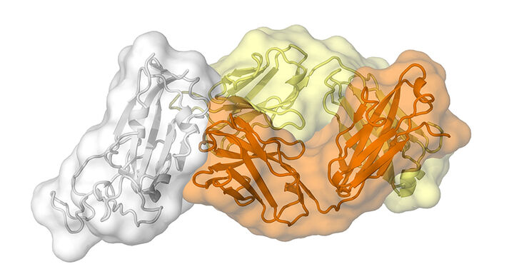 Stanford study ties milder COVID-19 symptoms to prior run-ins with other coronaviruses