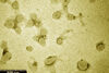 Nueva vacuna contra nanopartículas protege a los ratones de seis cepas de influenza