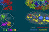 Investigadores capturan imágenes 3D de alta resolución de cromosomas humanos