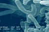 Nueva cepa de Bifidobacterium puede ayudar a mejorar la salud metabólica y mental