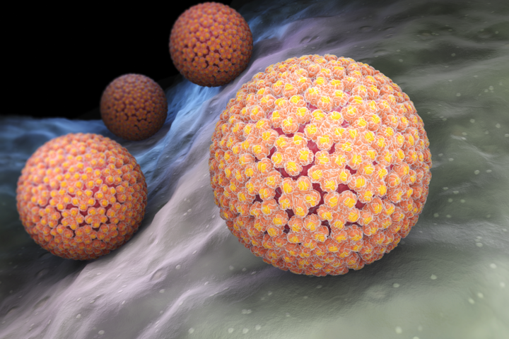 Study confirms: HPV virus impairs male fertility