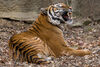 Tiger at Bronx Zoo tests positive for COVID-19